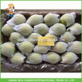 Super Food Fresh Shandong Pear